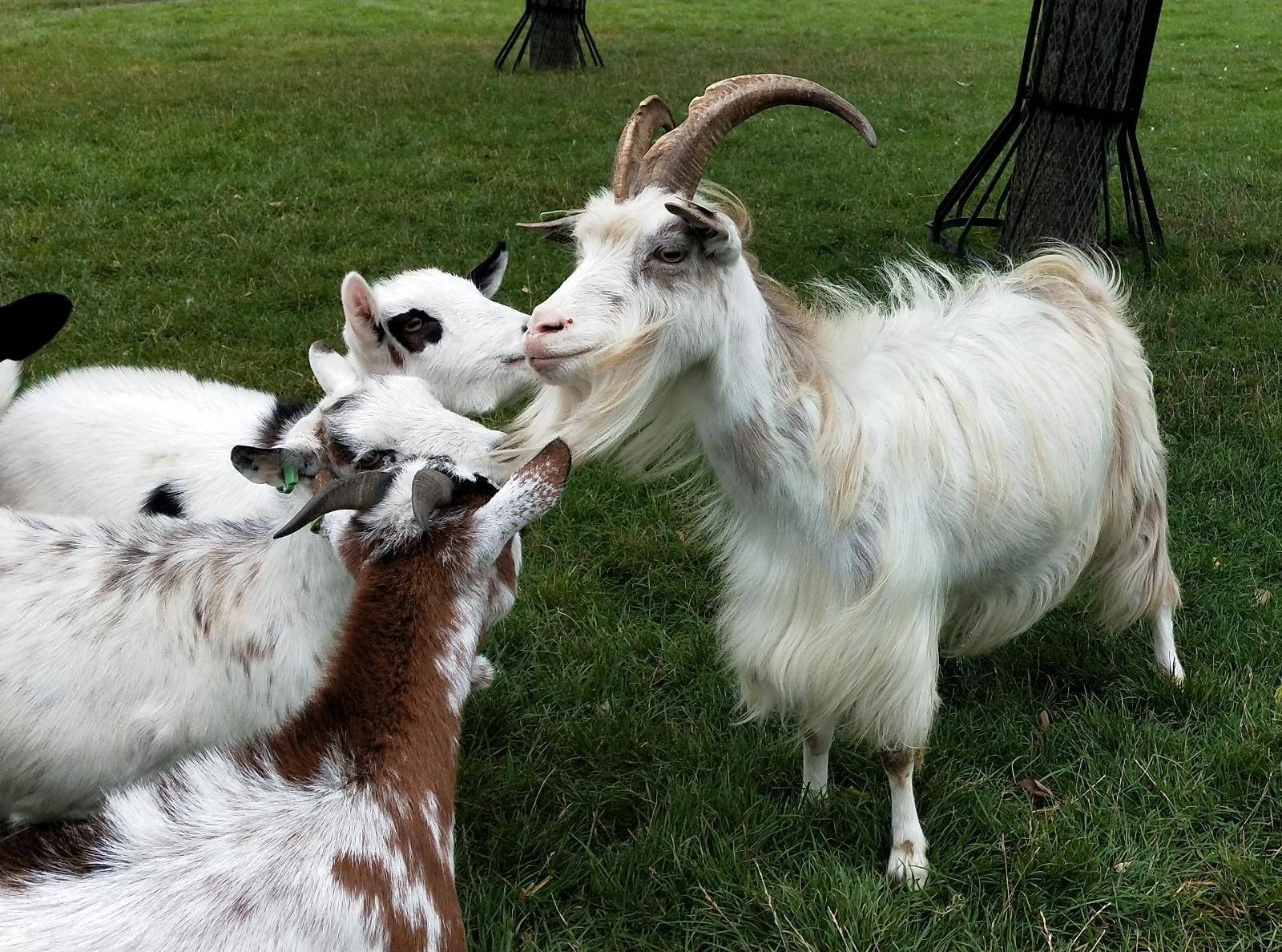 118477993 3189623711131177 7975244096592172922 o