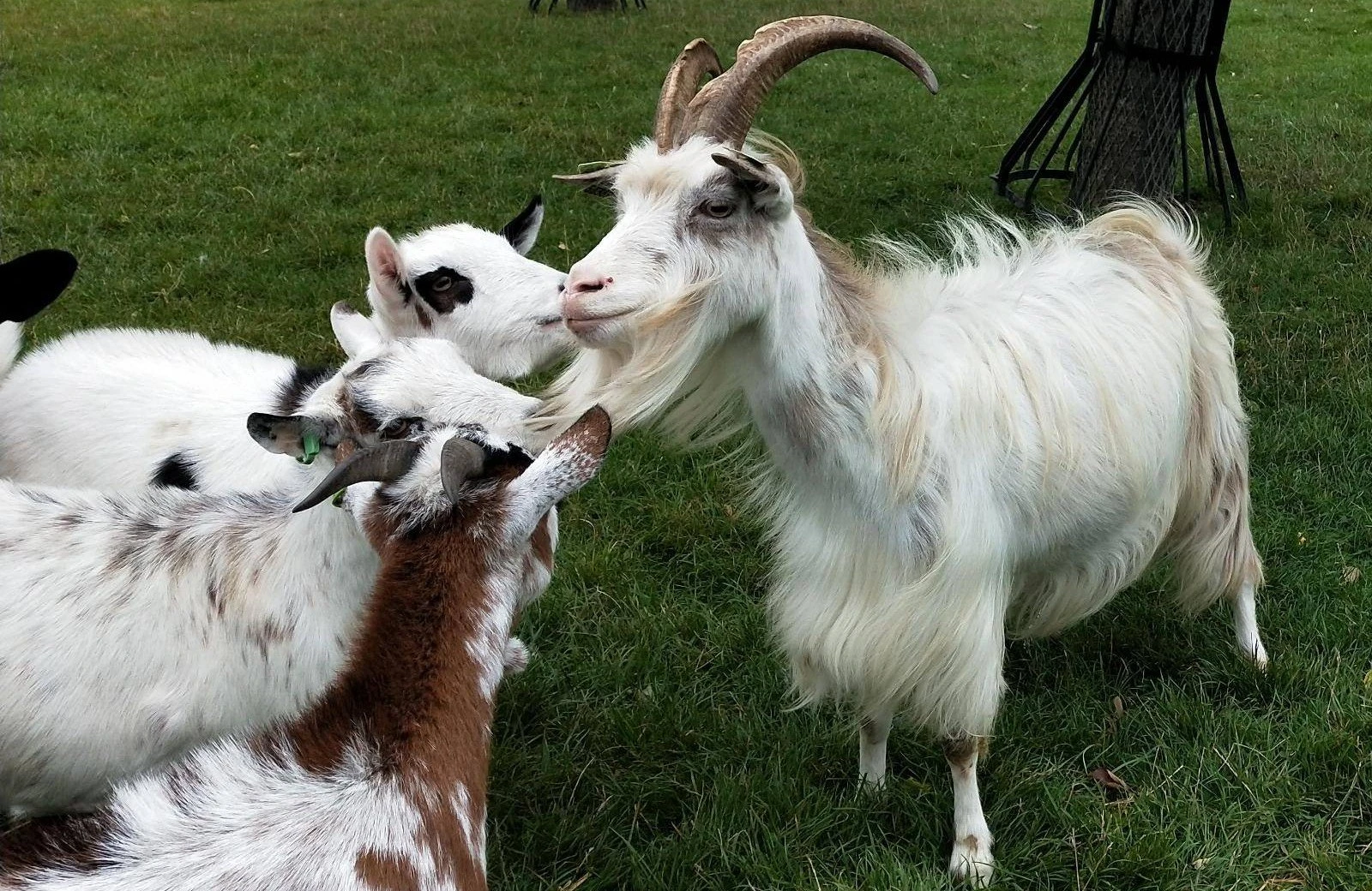 118477993 3189623711131177 7975244096592172922 o