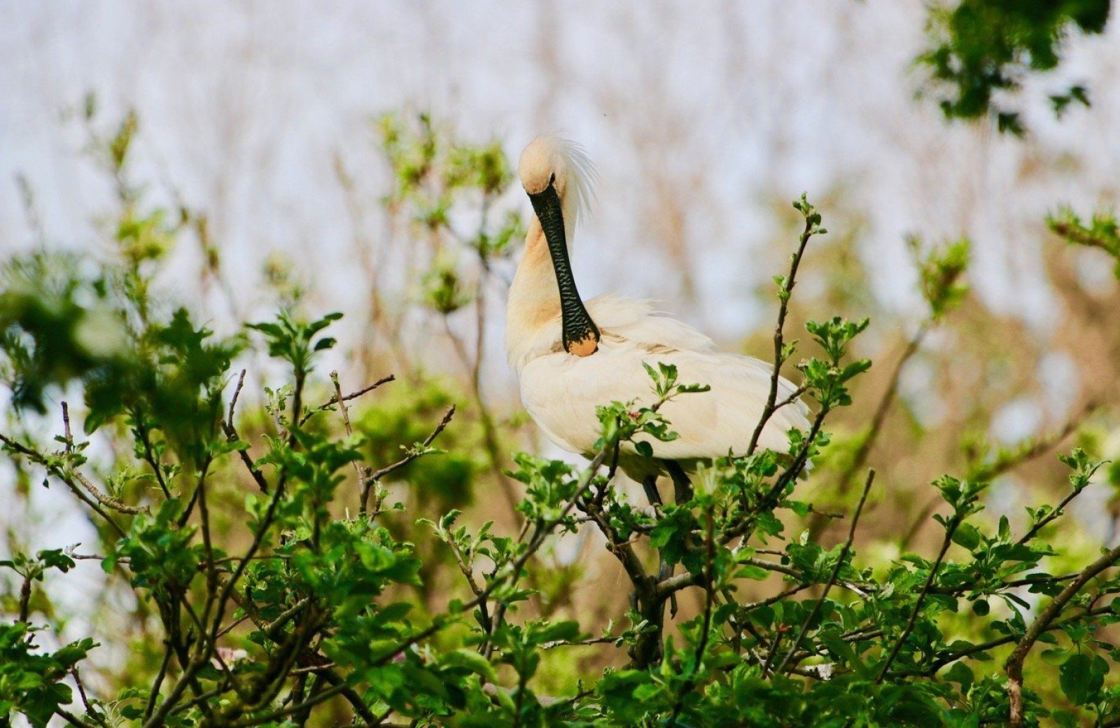 De natuur bij delft ontdekken
