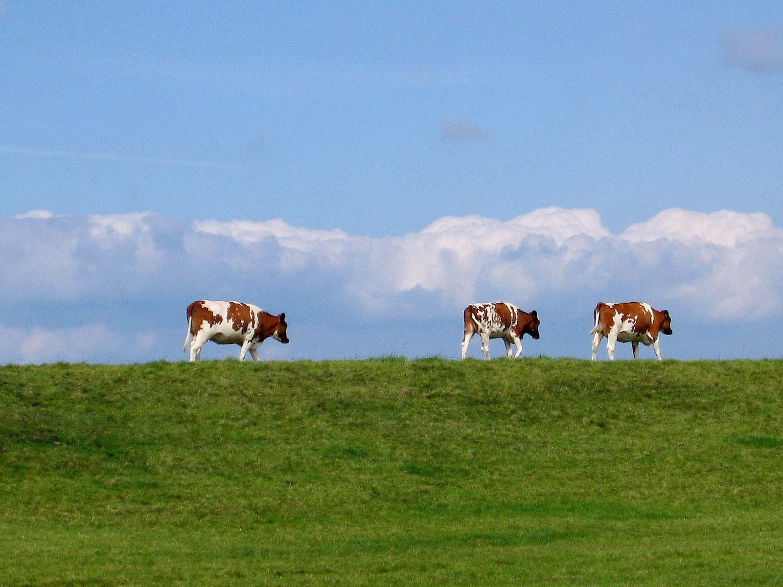 Acker- Bieslandfietsroute