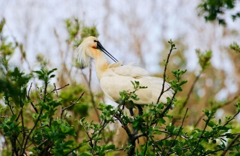 Buiten genieten in Delft