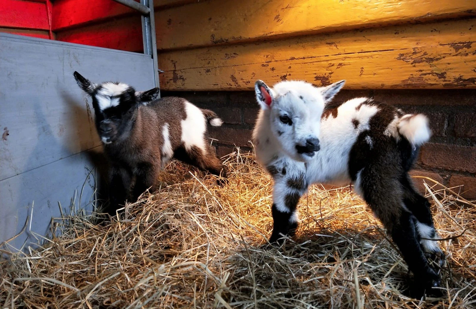 Stadsboerderij buytendelft